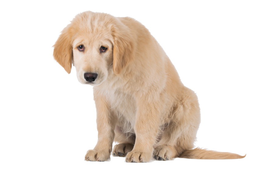 犬のうんちの回数が多い？適性回数や原因、病気や対処法について解説