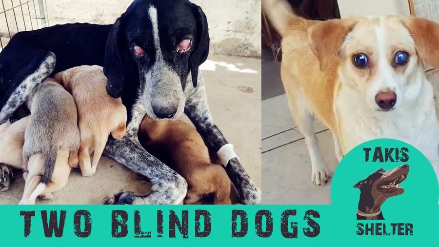 保護された盲目の女子犬2匹。待っていたのは驚きの明るい未来！