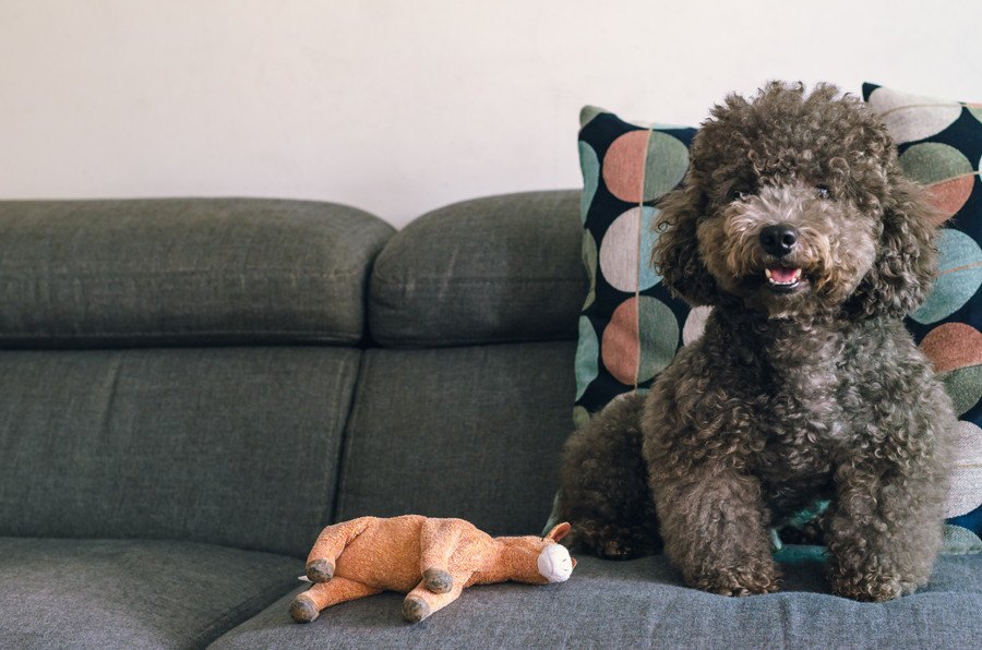 犬をペット不可のマンションで飼うべきではない理由４選