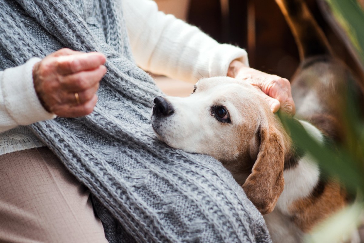 犬の認知機能障害を判定する検査方法が発見された！