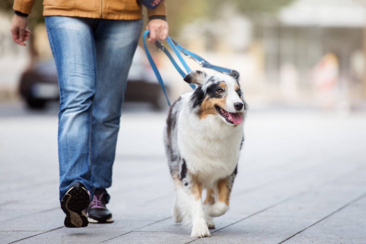 犬の散歩で絶対にしてはいけない『7つのタブー』　愛犬を危険に晒す行為や最悪なマナーとは