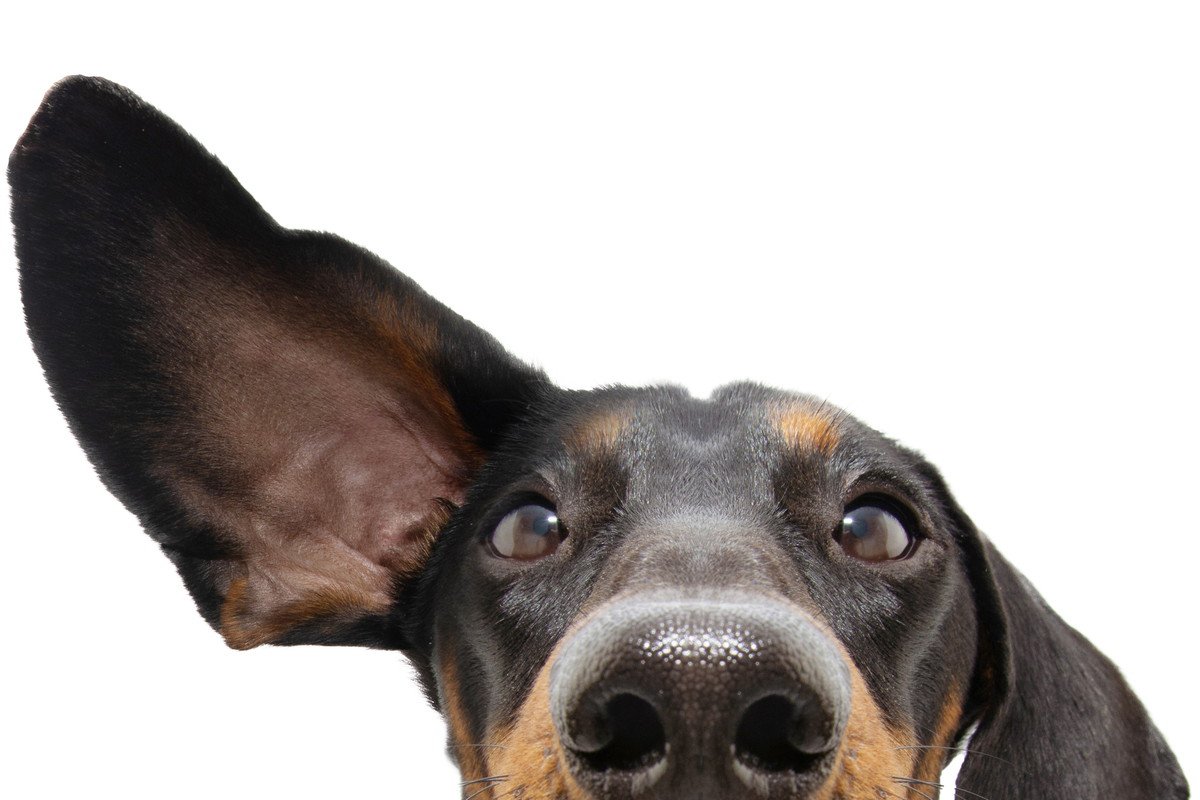 犬は『飼い主の声』と『他人の声』を聞き分けられる？驚きの能力と研究結果を徹底解説
