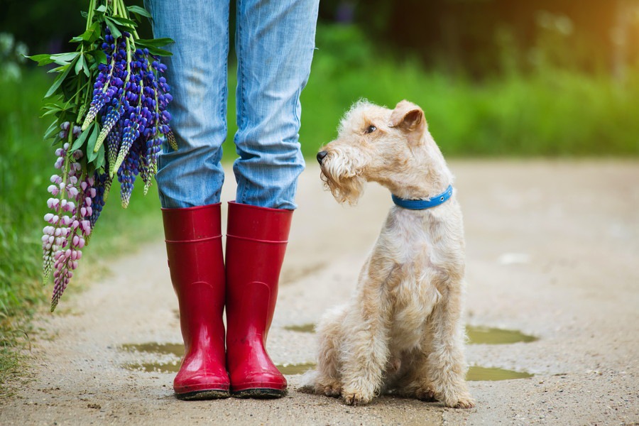 雨の日に犬と散歩した後、どんなケアをするのがいいの？