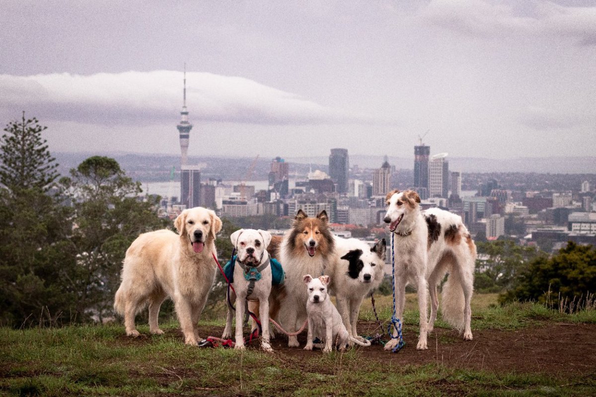 NZでのペットの犬や猫に関する意識調査、日本でも共通する点が！