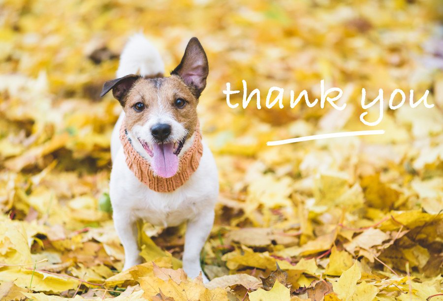 愛犬に『ありがとう』を伝えるための４つの方法