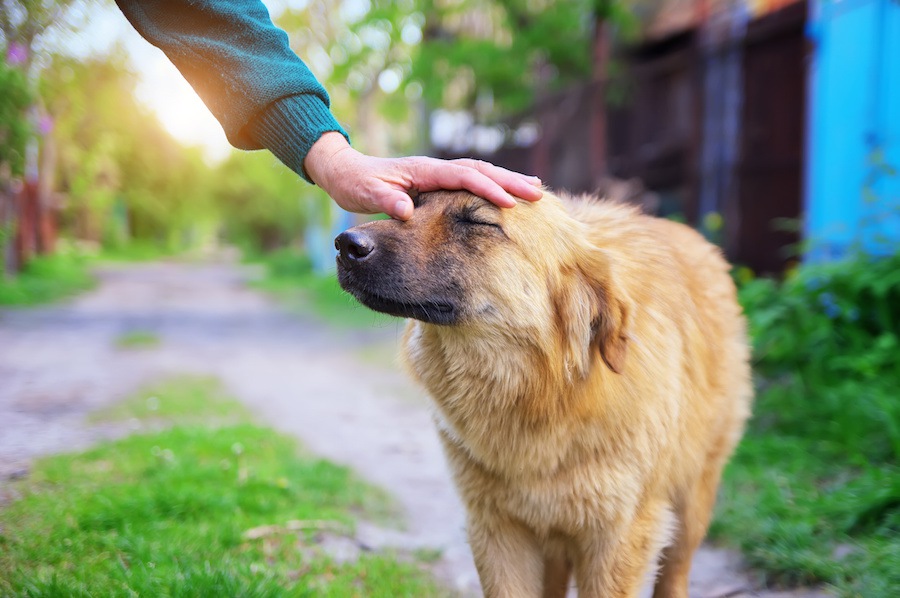 人間の応援は犬の問題解決能力に影響を与えるだろうか？という研究