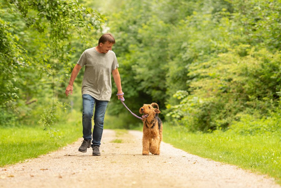 犬の散歩中の仕草でわかる『飼い主への愛情度』4項目