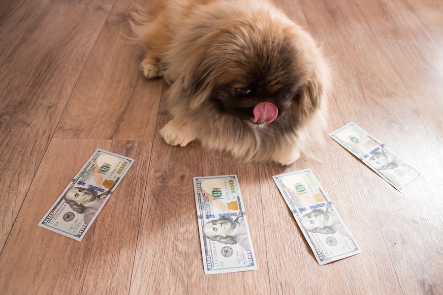 犬は実はお金好き？犬がお金に囲まれている画像15選
