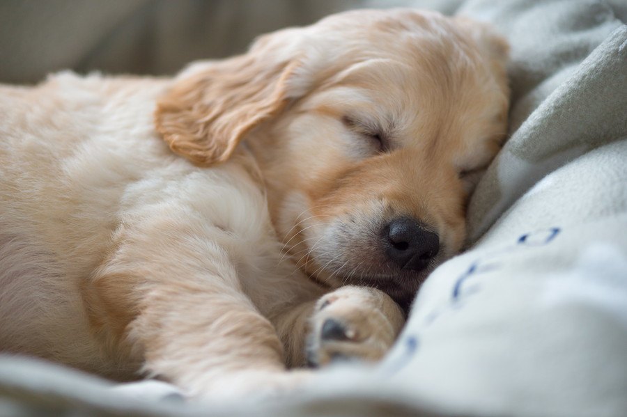犬を快適に眠らせるために飼い主ができること５つ