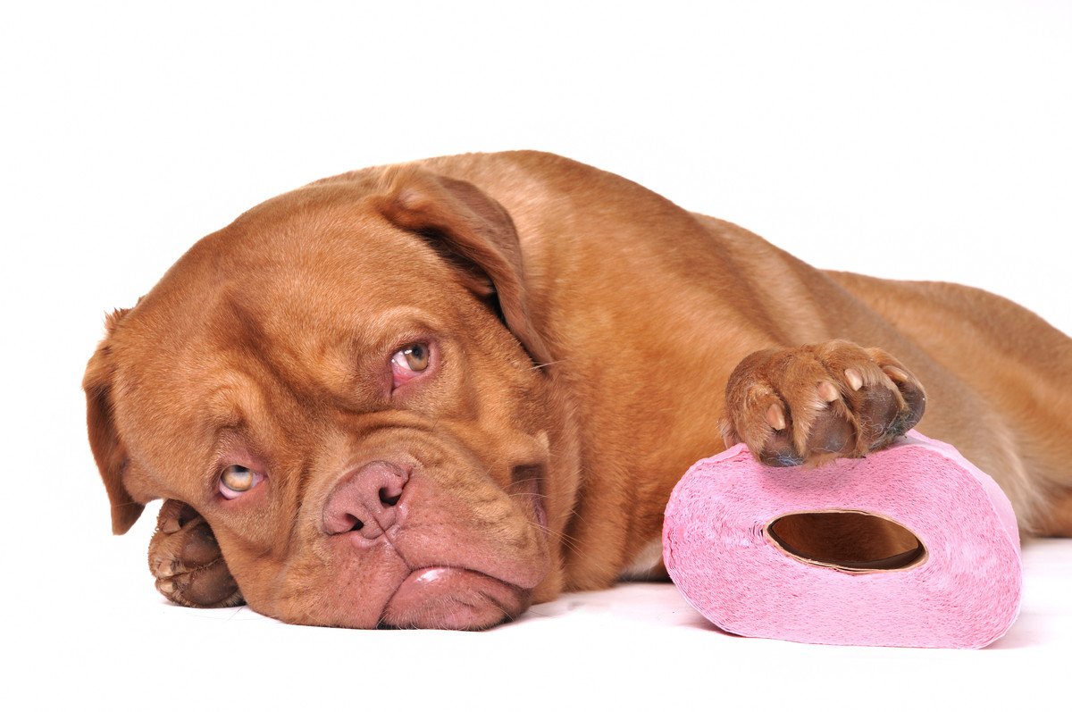 犬のウンチが異常に臭い…2つの原因と病気の可能性