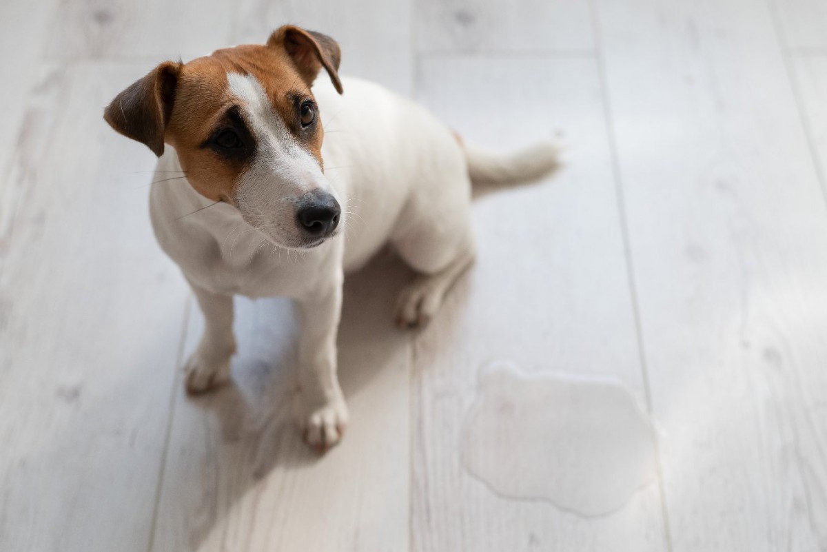 犬がトイレを覚えないのはなぜ？覚える時期の目安や対処法を紹介
