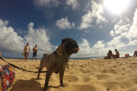 ウメとの～んびり! in Hawaii ～ハワイで犬と触れ合ってみる！編～