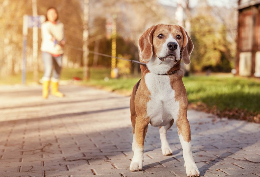 散歩中、犬が違う方向へ行きたがる時にすべき対処法やコツ３選