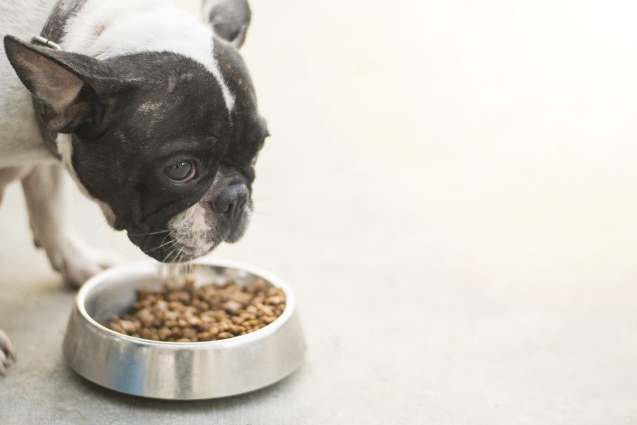 犬のご飯への食いつきが悪い原因４つと試してみたい対処法
