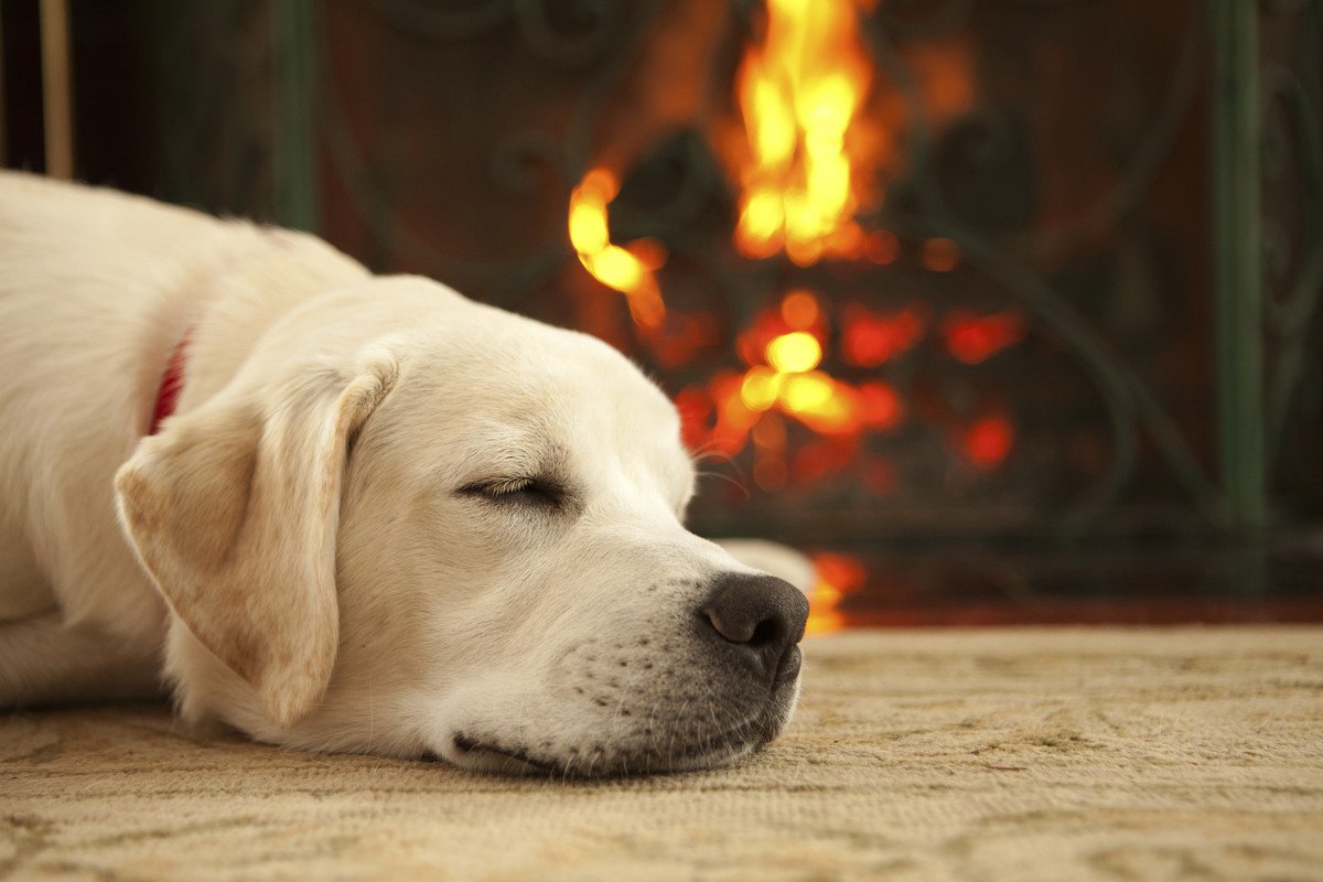 犬にとってNGな『暖房器具』３つ！絶対にやってはいけないことを解説