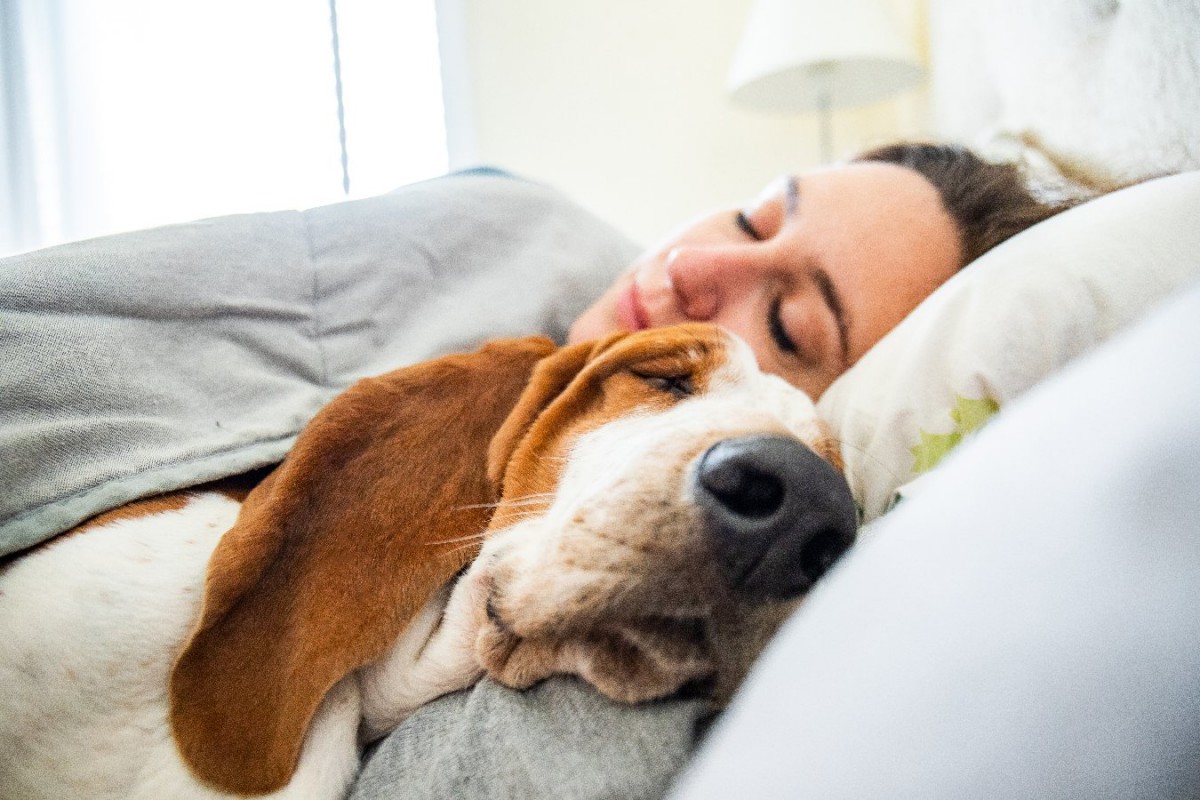 犬はなぜ『腕枕』か好きなの？飼い主の腕枕で寝る理由5選