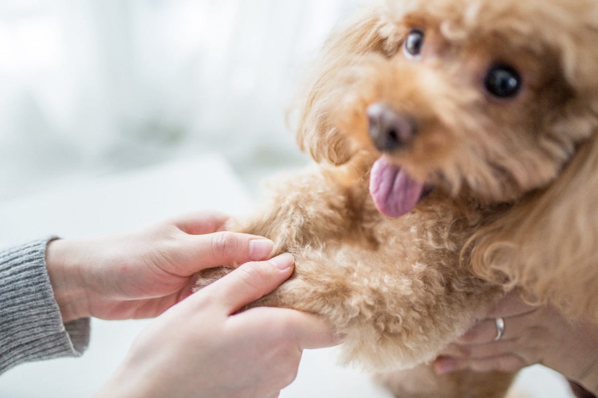 愛犬が耳を掻く、手をなめる…それってアレルギー症状かも？！