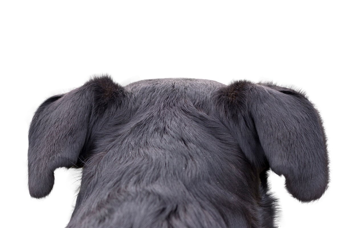 『耳が悪い犬』が見せるサイン４選！病院に連れていくべき症状とは？