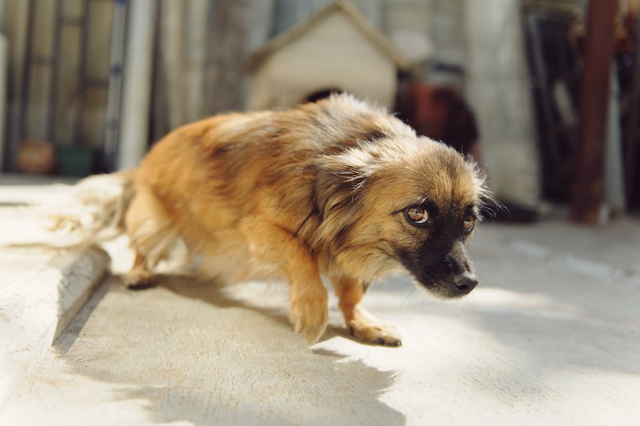 犬の恐怖を軽減するキーは活動的で社交的なライフスタイル【研究結果】