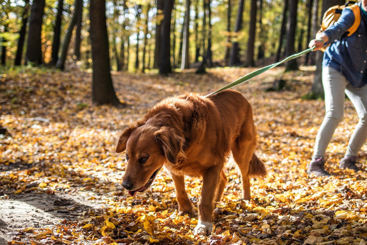 犬が散歩中にリードを引っ張る理由3つ！やめさせるべきなの？しつけ方は？