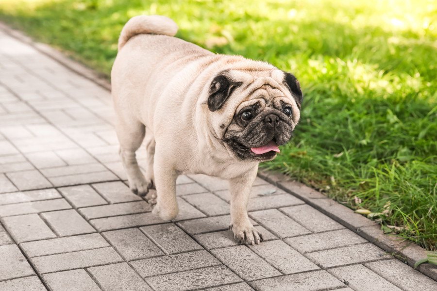 『太っている犬がしているNG習慣』3選！その生活で寿命が縮んでしまう可能性も…！