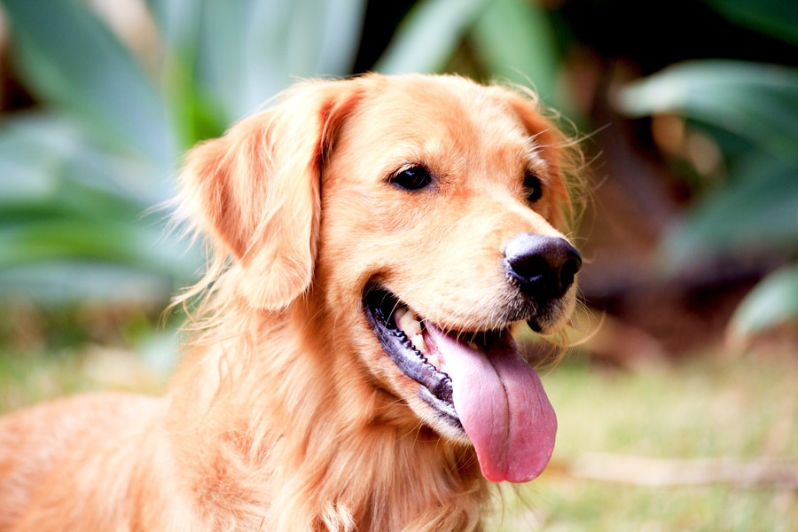 大型犬が温厚で優しい性格な理由を4つ解説！日本の人気犬種も紹介