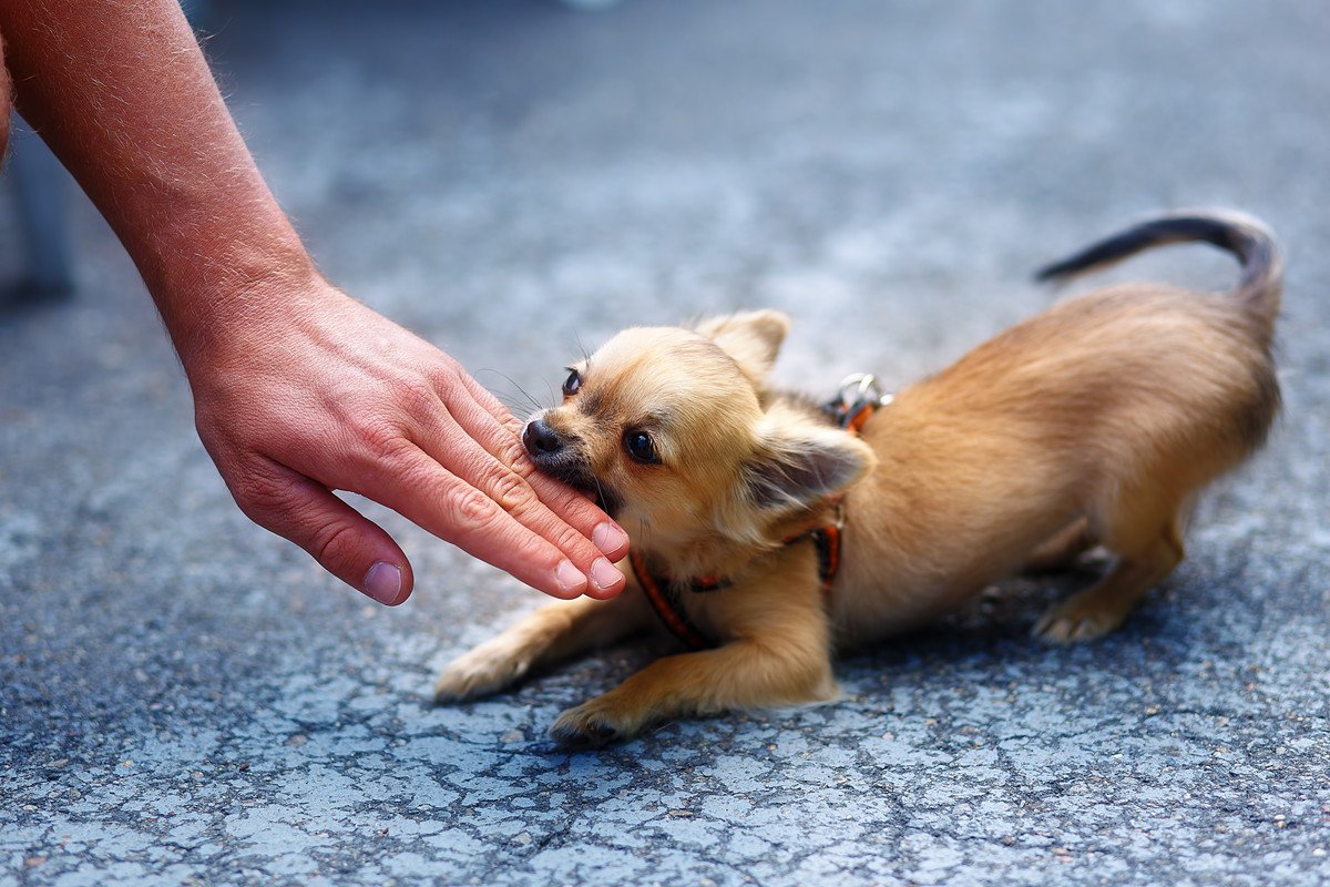 犬にすぐ噛まれる人の特徴とは？4つのNG行為から正しい対処法まで解説