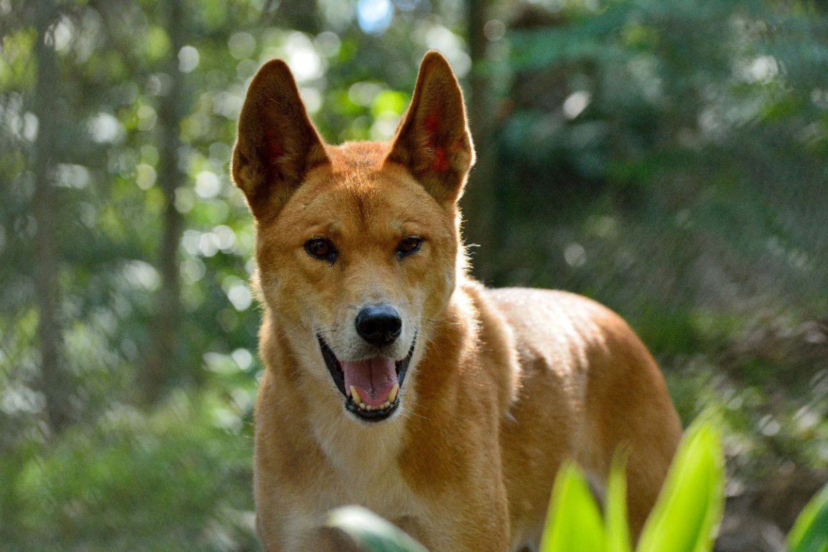 ディンゴの遺伝的多様性は純血種の犬よりも低いという調査結果