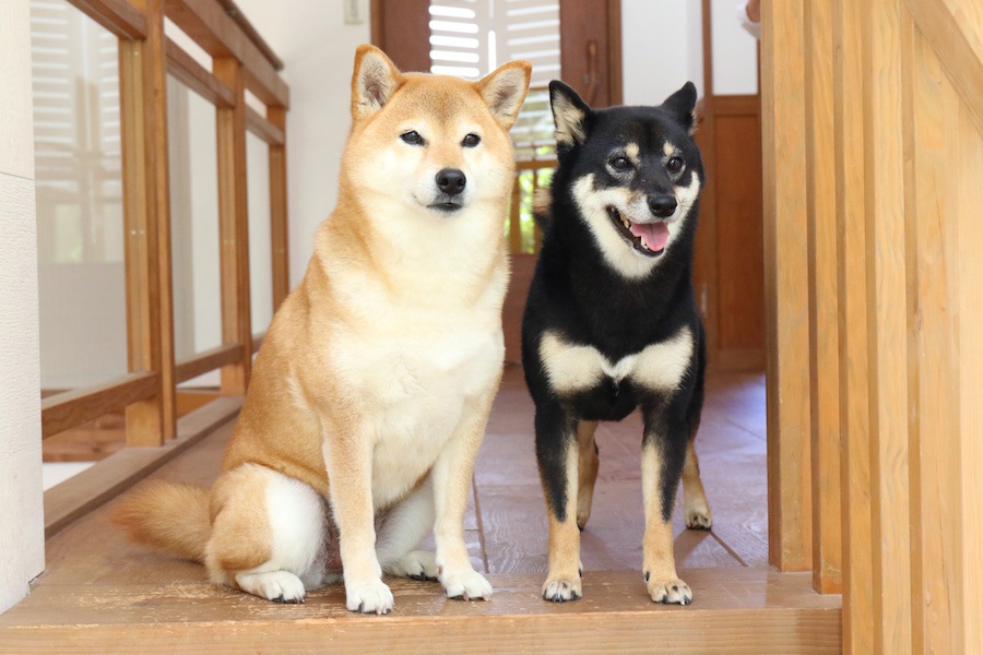 和犬の6種の天然記念物指定年月日とそれぞれの主な性格