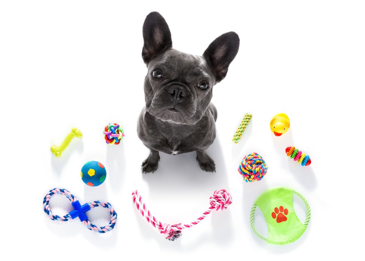 なぜ犬はすぐおもちゃに飽きるの？5つの理由と興味を持ちやすいおもちゃを解説