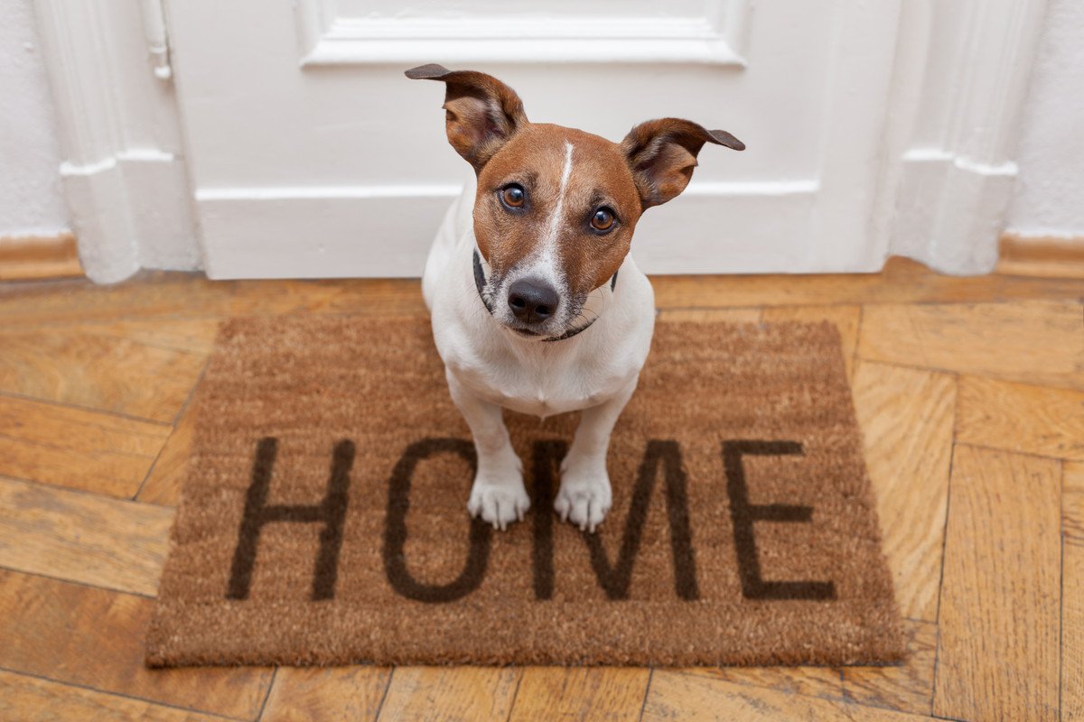 犬が飼い主に「行かないで」と伝えている時のサイン6つ！外出時や留守番前によく見せる仕草とは？