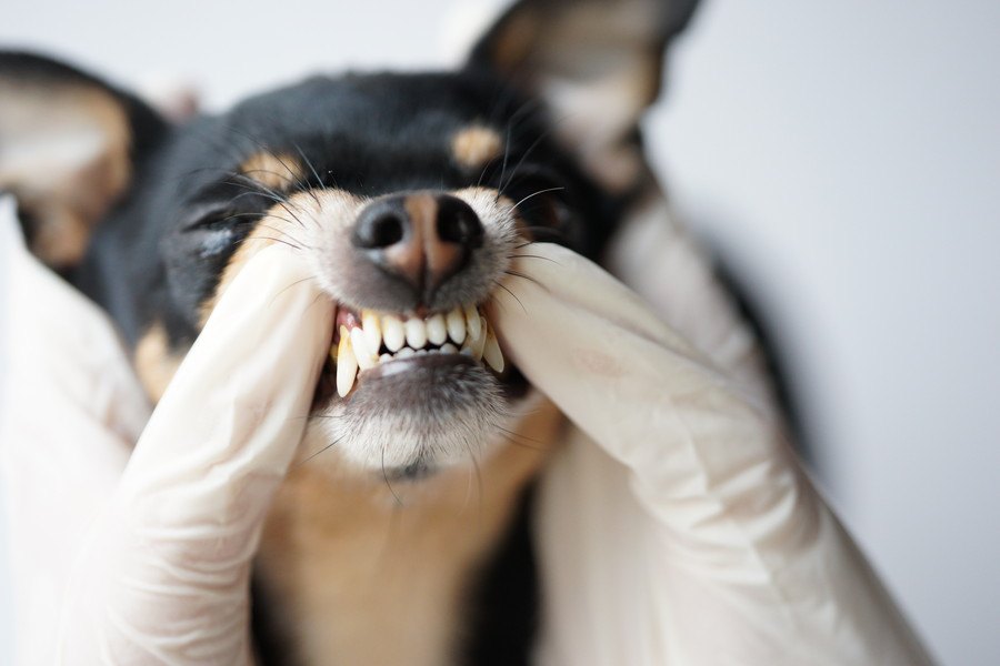犬が歯ぎしりをする原因とは？病気なの？その対処法について解説