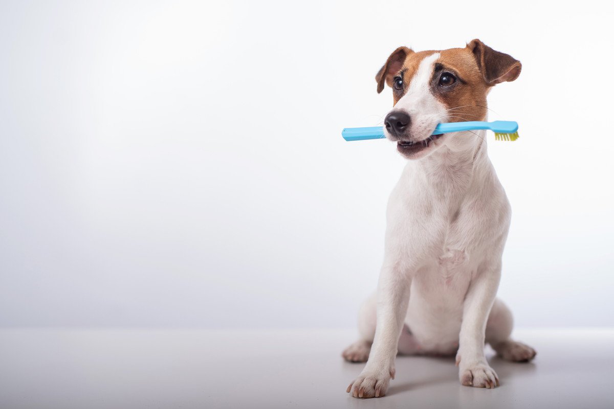 犬から体臭がする時にやるべきお手入れ方法４つ！消臭するコツや注意点を解説