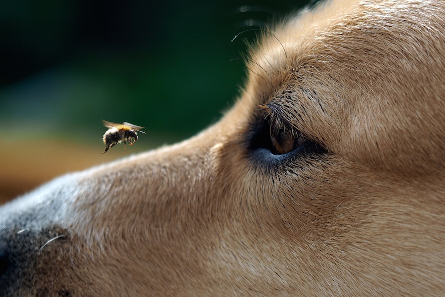 養蜂業の頼もしい助っ人、ミツバチの巣箱の病気を嗅ぎ出す働く犬たち