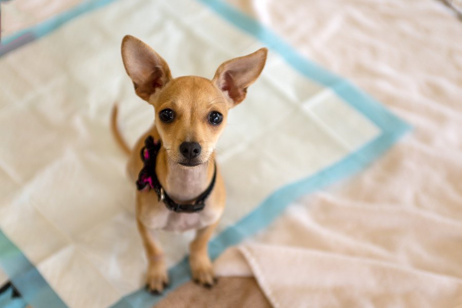 犬がうんちを踏む…主な原因とやるべき対処法