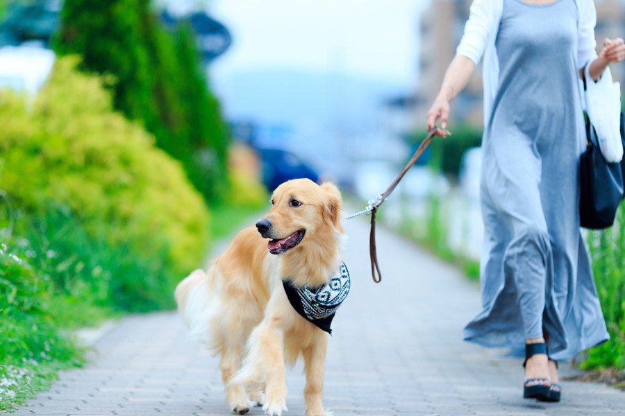 犬の『散歩で必ず持つべきグッズ』６選