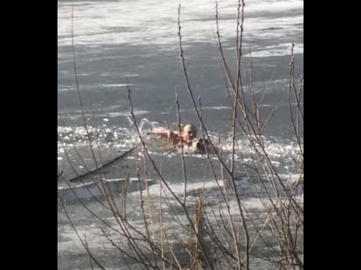 凍てついた湖に落ちた犬！発見者はパンツ一丁でレスキューへ