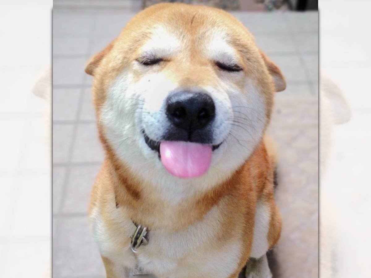 「とろけちゃいそう♡」柴犬さんの至福のお顔がSNSで話題！