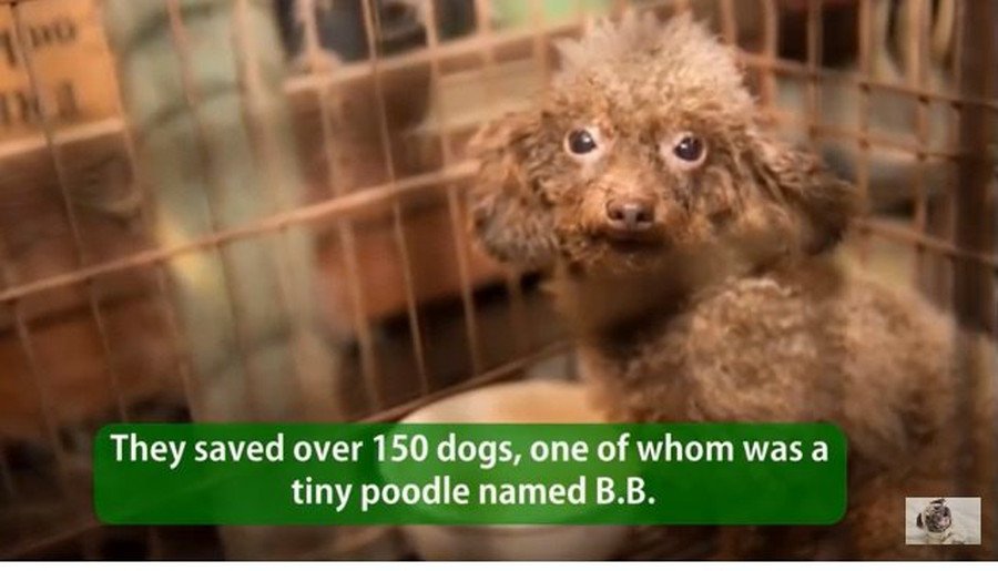 「パピーミル（子犬工場）」の犬達の現実をあなたは知っていますか？