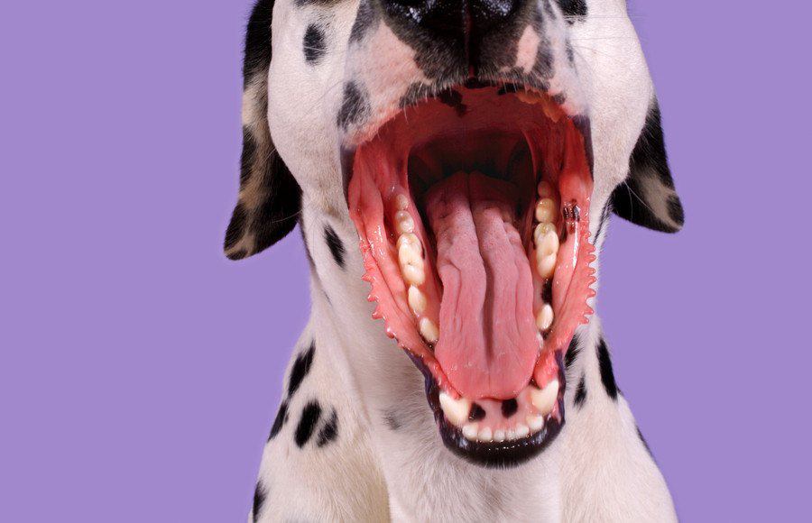 犬の口臭が気になる！臭いの原因に合わせたケア方法や注意点を解説