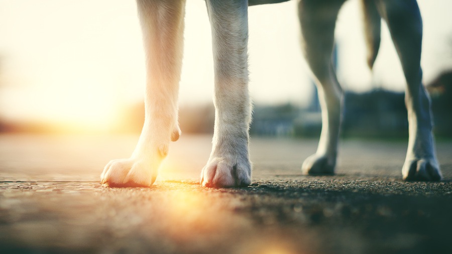 犬の足に現れる老化サイン８つ
