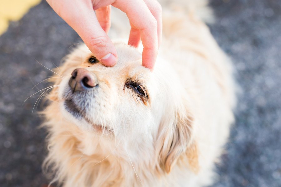 犬に『触るべきではない』タイミングとは？４つのシチュエーションと正しい接し方