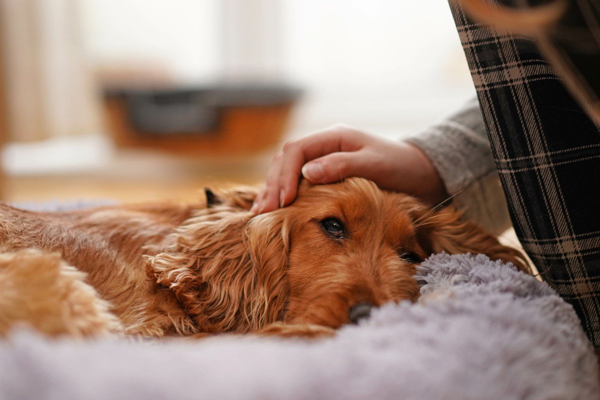 犬が『寝たきりになる』3つの病気　主な原因や未然に防ぐための対処法とは？