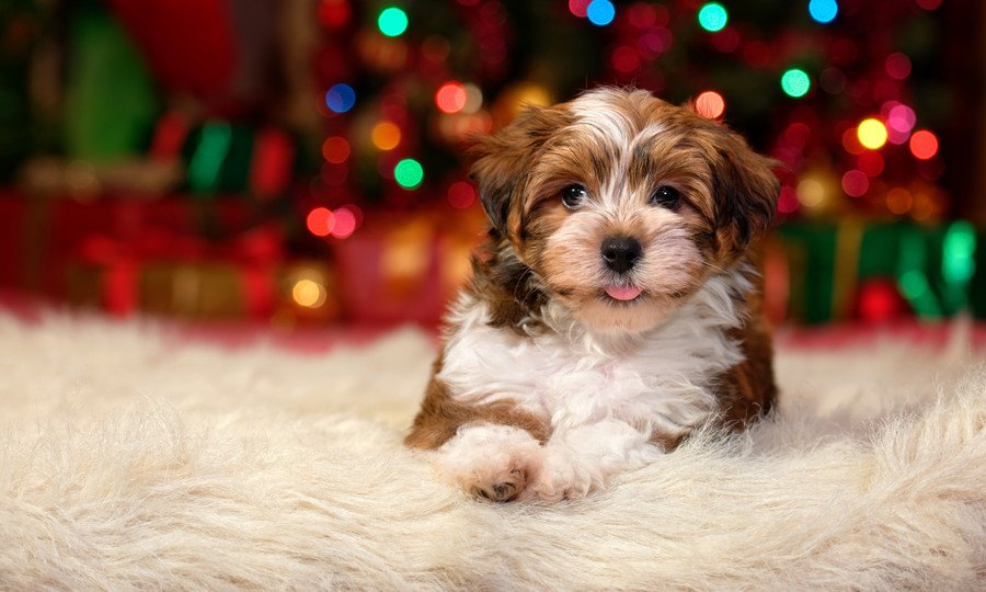 愛犬と過ごすクリスマスで絶対にしてはいけない『NG行為』３選