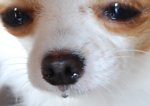 犬の春先の痒み・鼻水・目の腫れアレルギー！治療法と対策