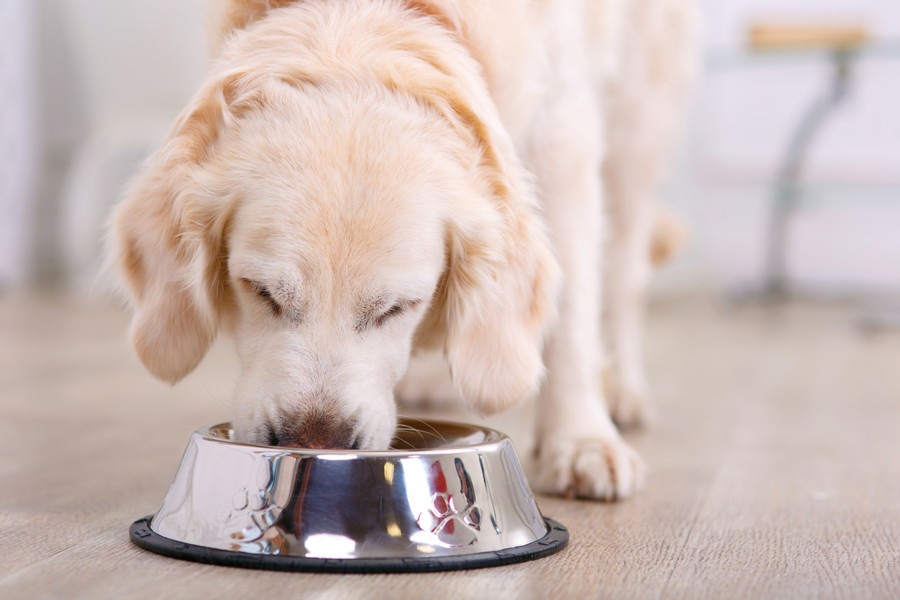 犬の早食いを止める６つのアイデア