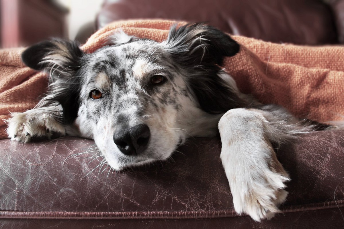 飼い主は愛犬の痛みと行動の変化をどのくらい認識している？【研究結果】