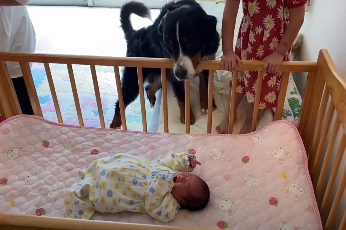 大型犬と赤ちゃんの初対面が『思ってたのと違う』と爆笑の声 「気づいた時の反応最高」「どんだけ母ちゃんが好きなんだよ」