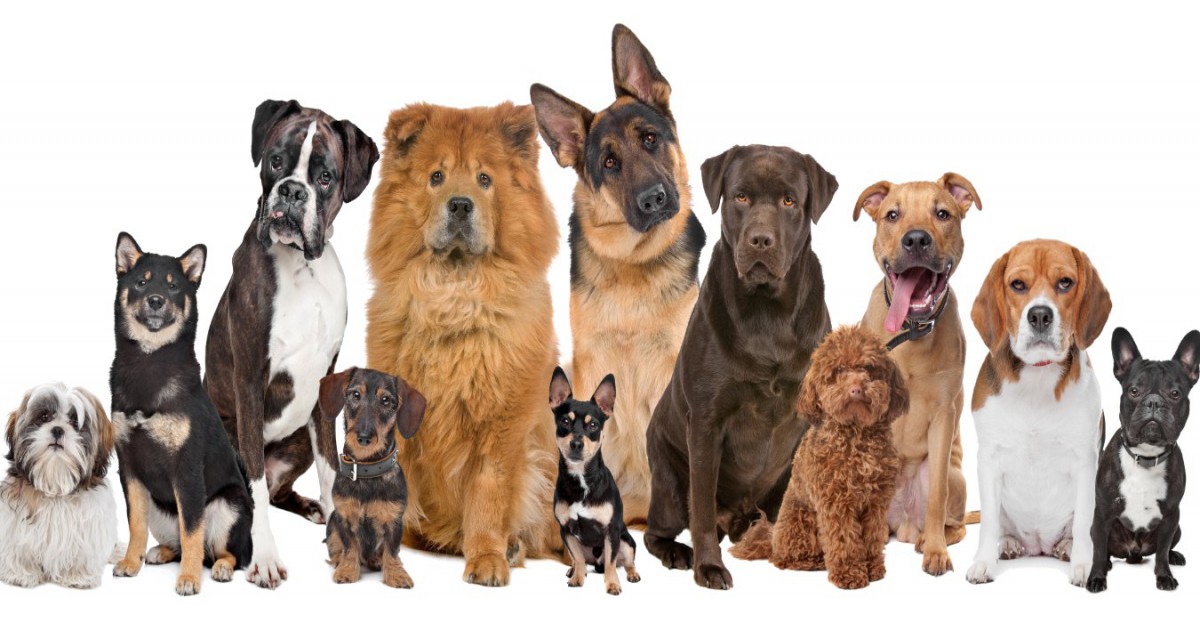 犬の遊び行動が犬種によって違うのは選択繁殖の影響？【研究結果】