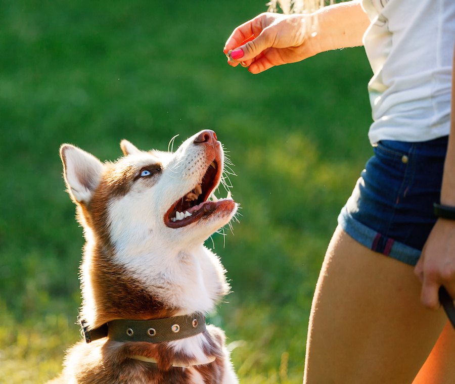 愛犬のトレーニングやしつけに最適な「ごほうび」とは？